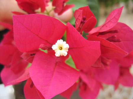 Thomas's SMI photos 072