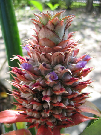 Thomas's SMI photos 347