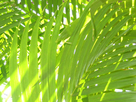 Thomas's SMI photos 394