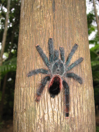 Thomas's SMI photos 399